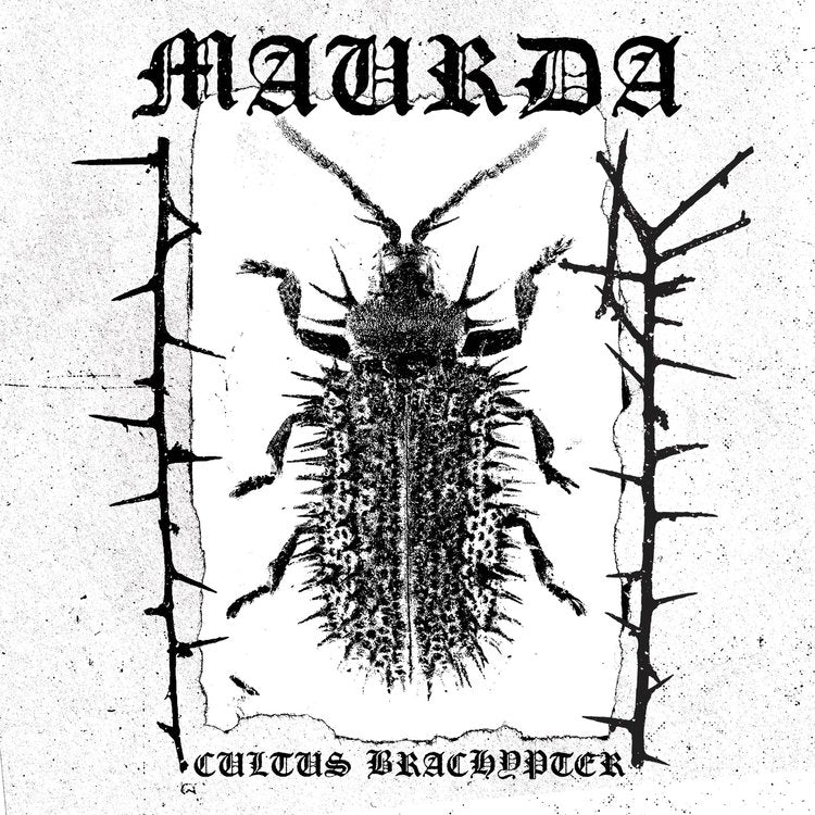 Maurda - Cultus Brachypter - LP - Sentient Ruin - Image 2