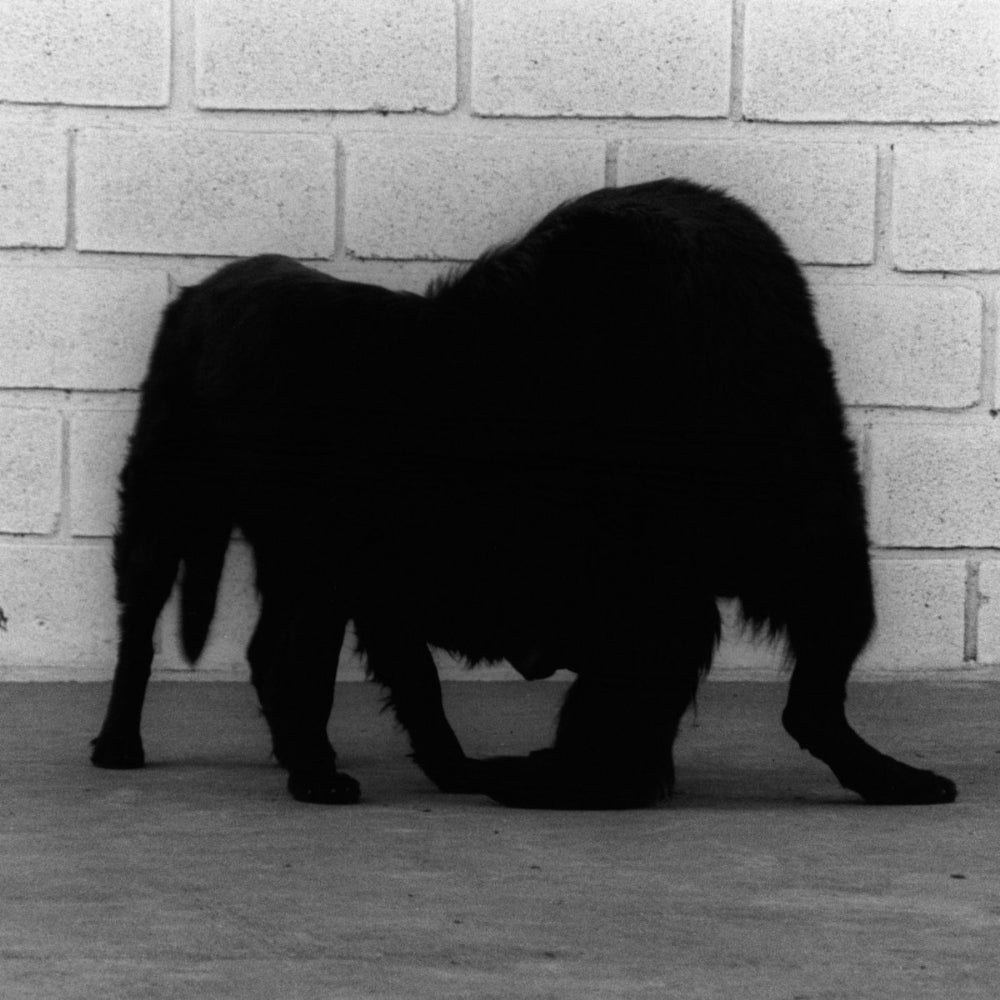 GGUW - Behauptungsanimalität - Mini LP - Fallen Empire