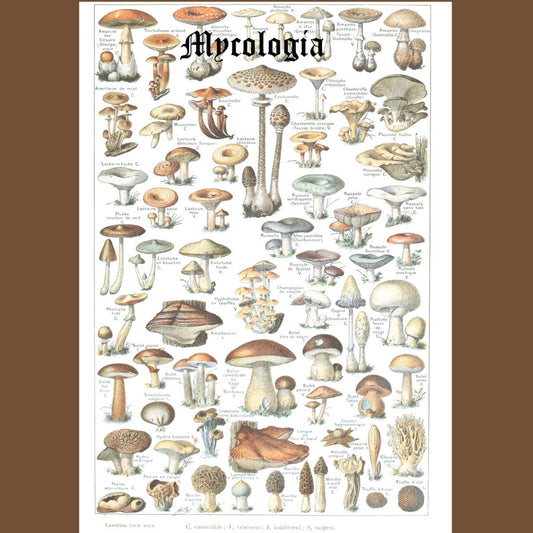 Mycologia - Assorted Mushrooms of New England Vol.1 - LP COLORED - Out of Season